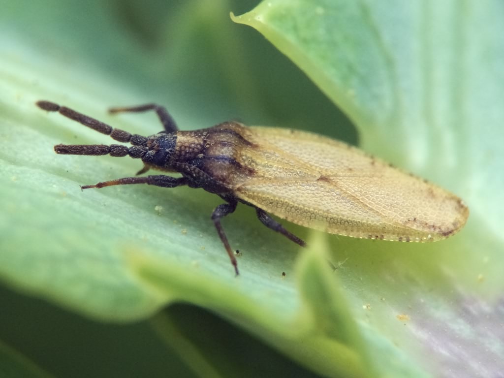 Catoplatus carthusianus (Goeze, 1778)